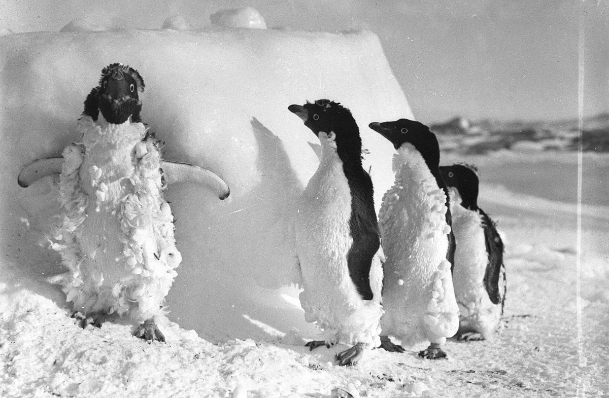Ice-encased Adelie penguins photographed during the heroic age of exploration