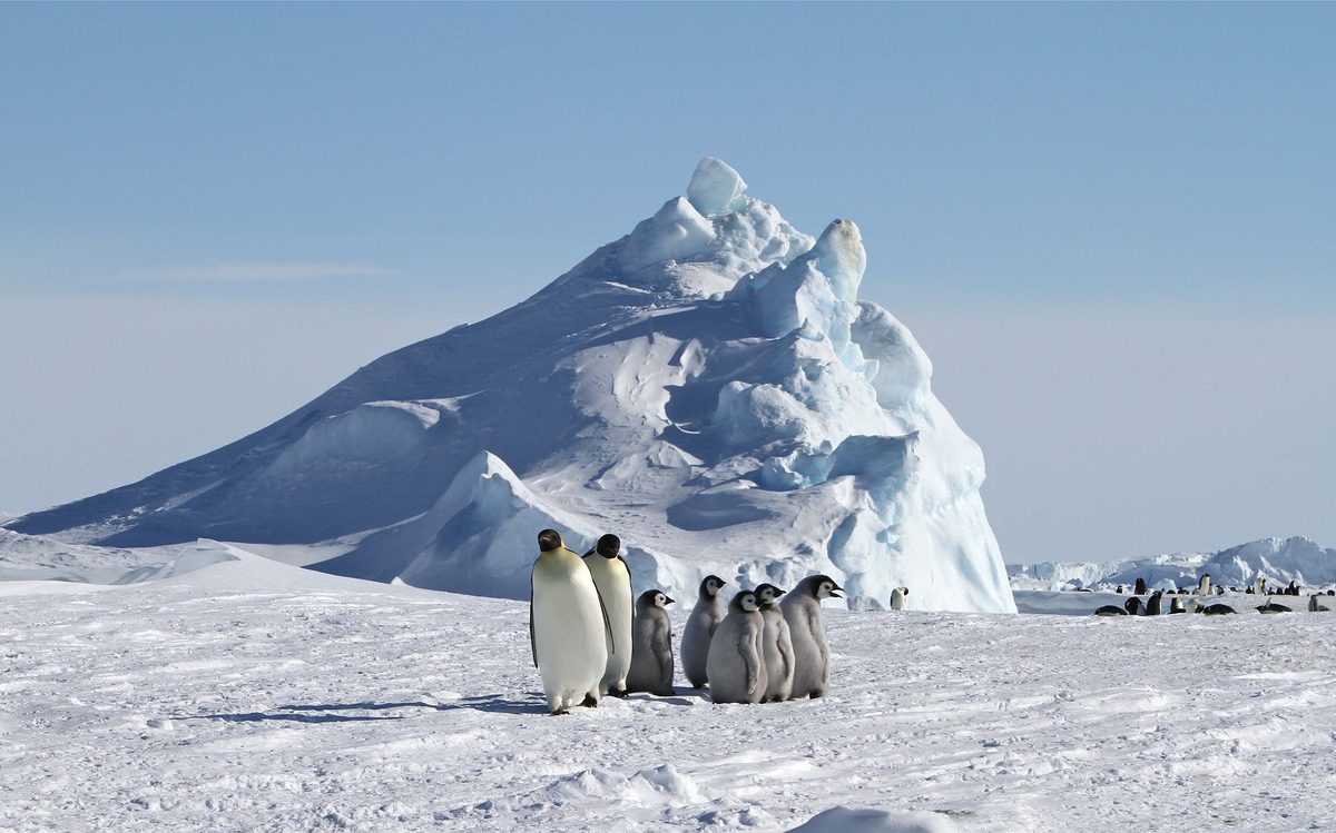 Emperor penguin adult with a chick in Antarctica