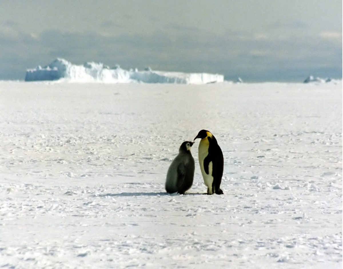 An emperor penguin and chick in Antarctica