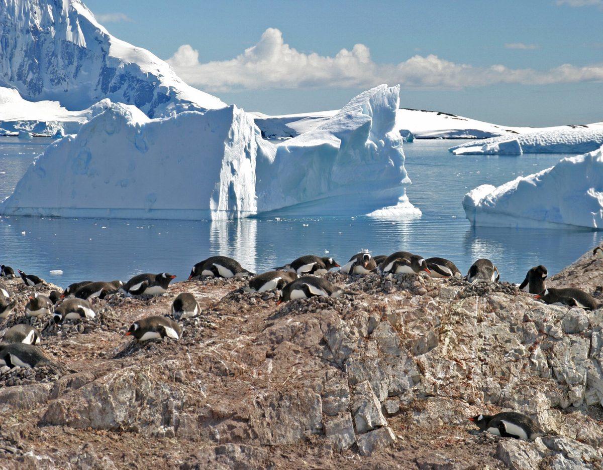 Gentoo penguins on the Antarctic Peninsula