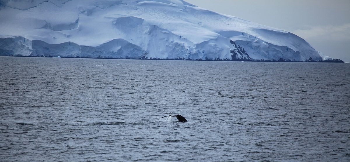 Humpback whale surfacing in Antarctic waters