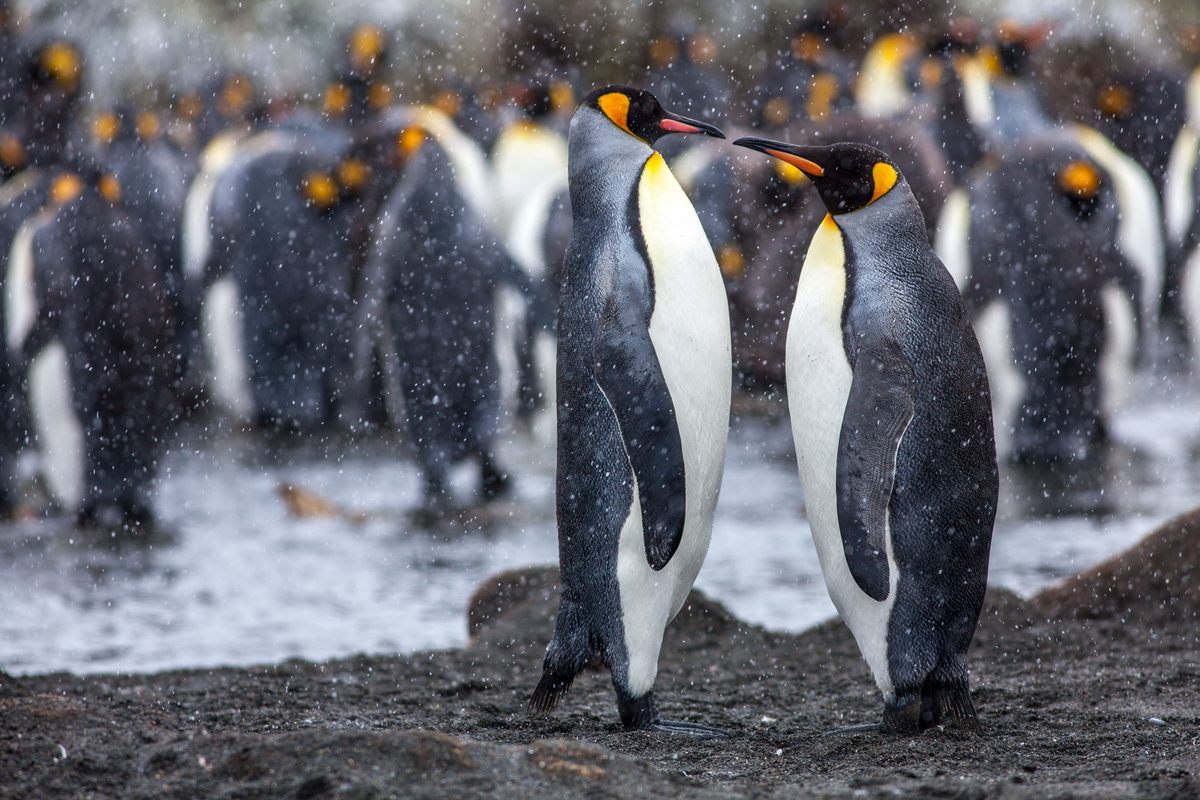 King penguin colony on South Georgia