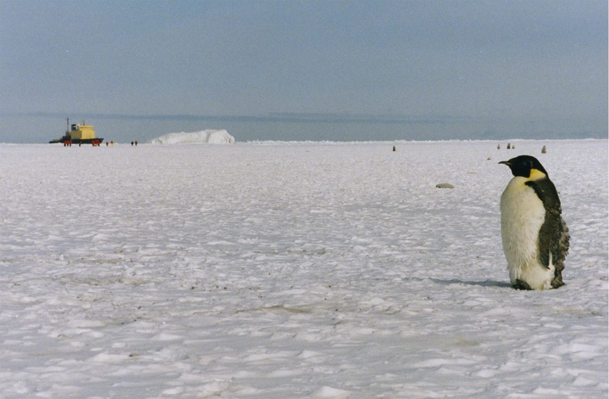 Emperor penguins standing on the fast ice in Antarctica
