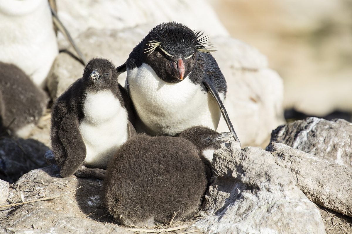 Rockhopper penguins on a cliff in the Falkland Islands
