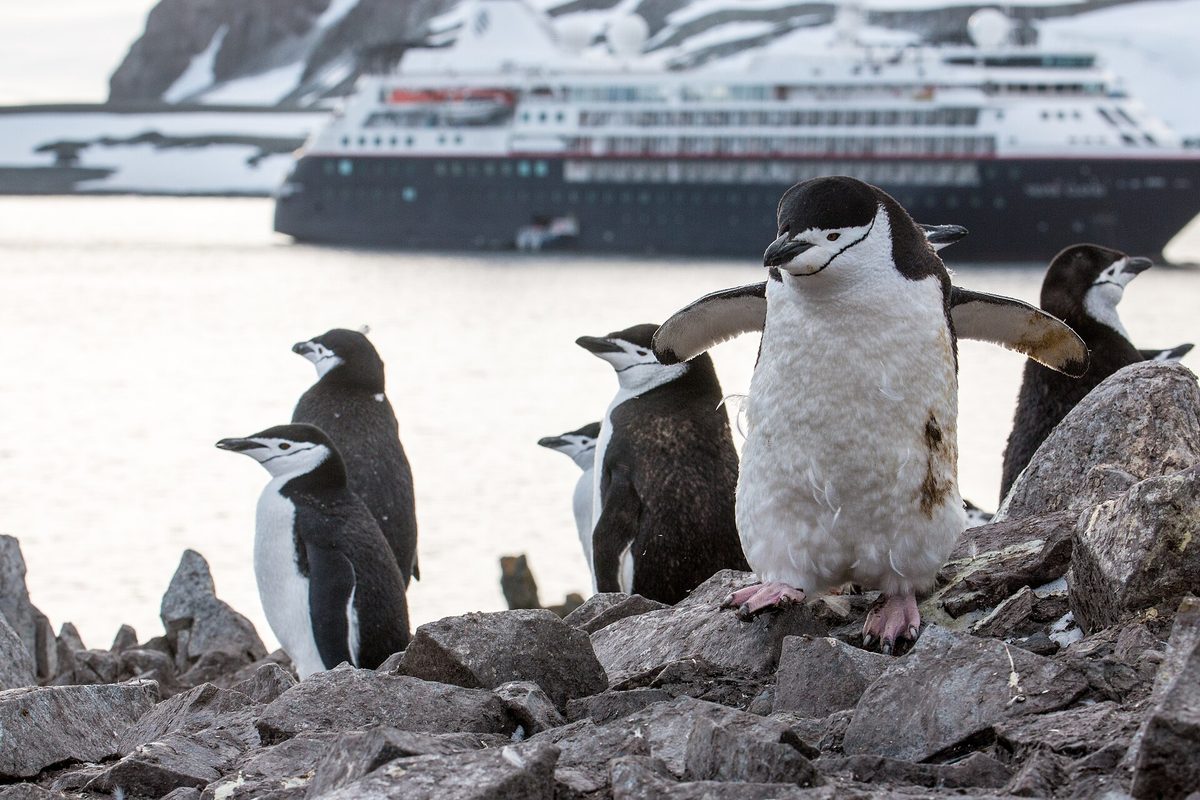 Chinstrap penguins on the rocky shore of Half Moon Island