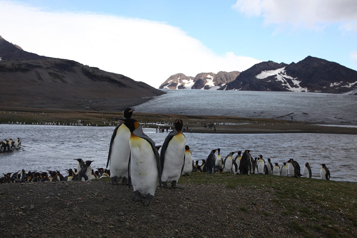 Thousands of king penguins gathered at St Andrews Bay, South Georgia