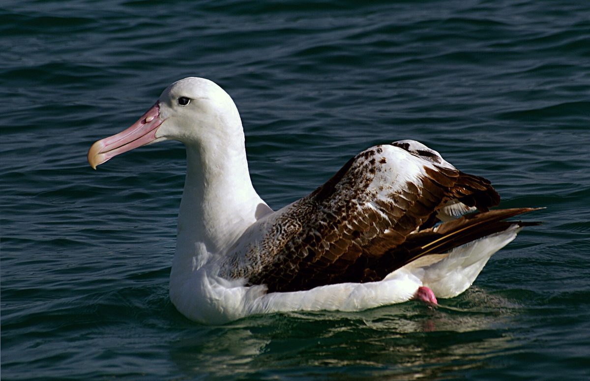 A wandering albatross gliding low over the Southern Ocean
