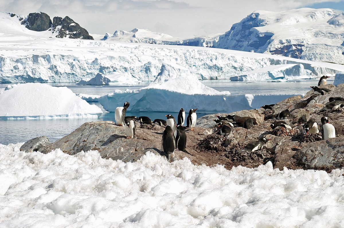 A snowy slope and gentoo penguins on Cuverville Island, Antarctica