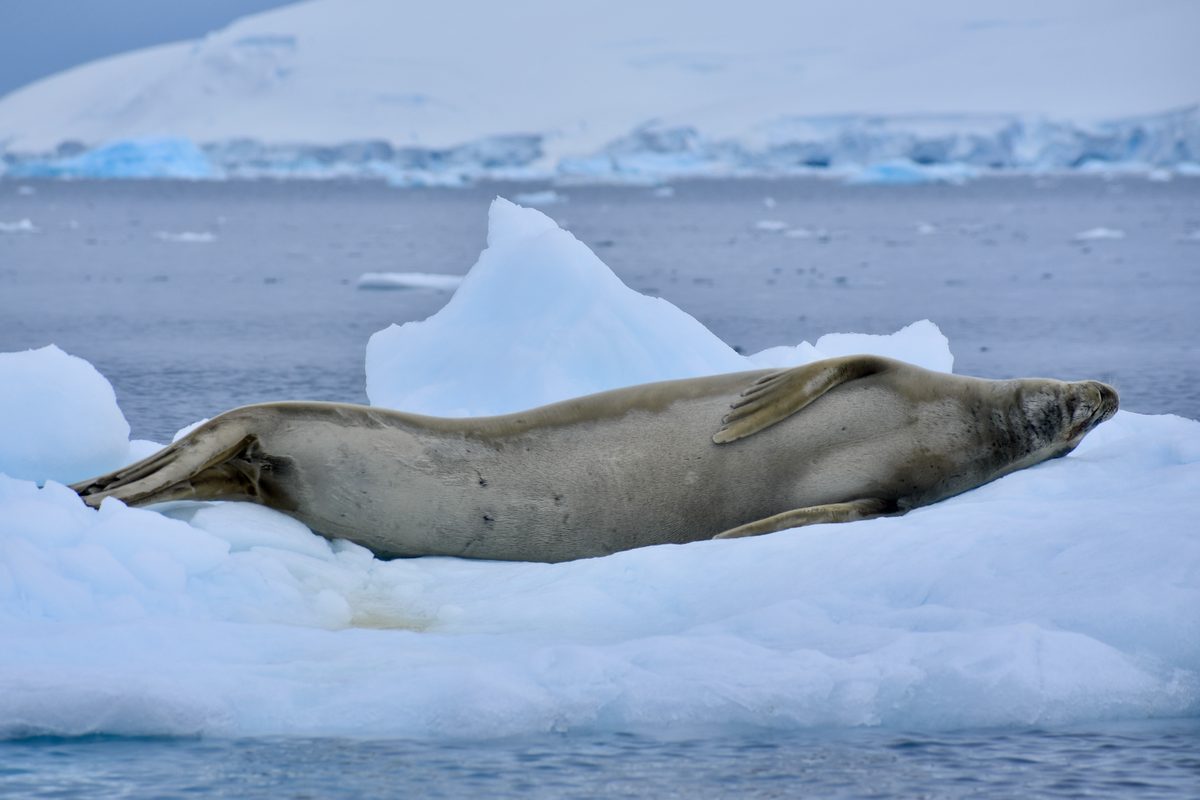 A crabeater seal resting on an ice floe in Antarctica