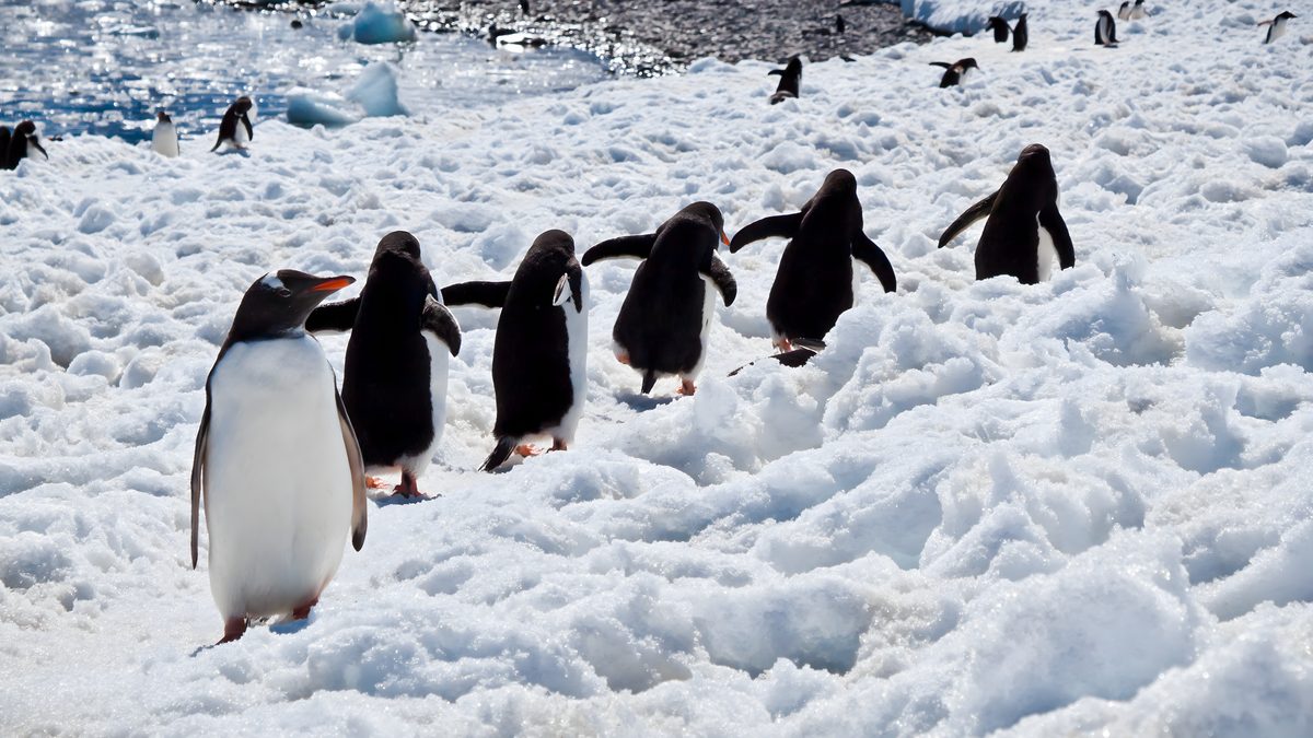 Gentoo penguins and Zodiacs at Cuverville Island, Antarctica
