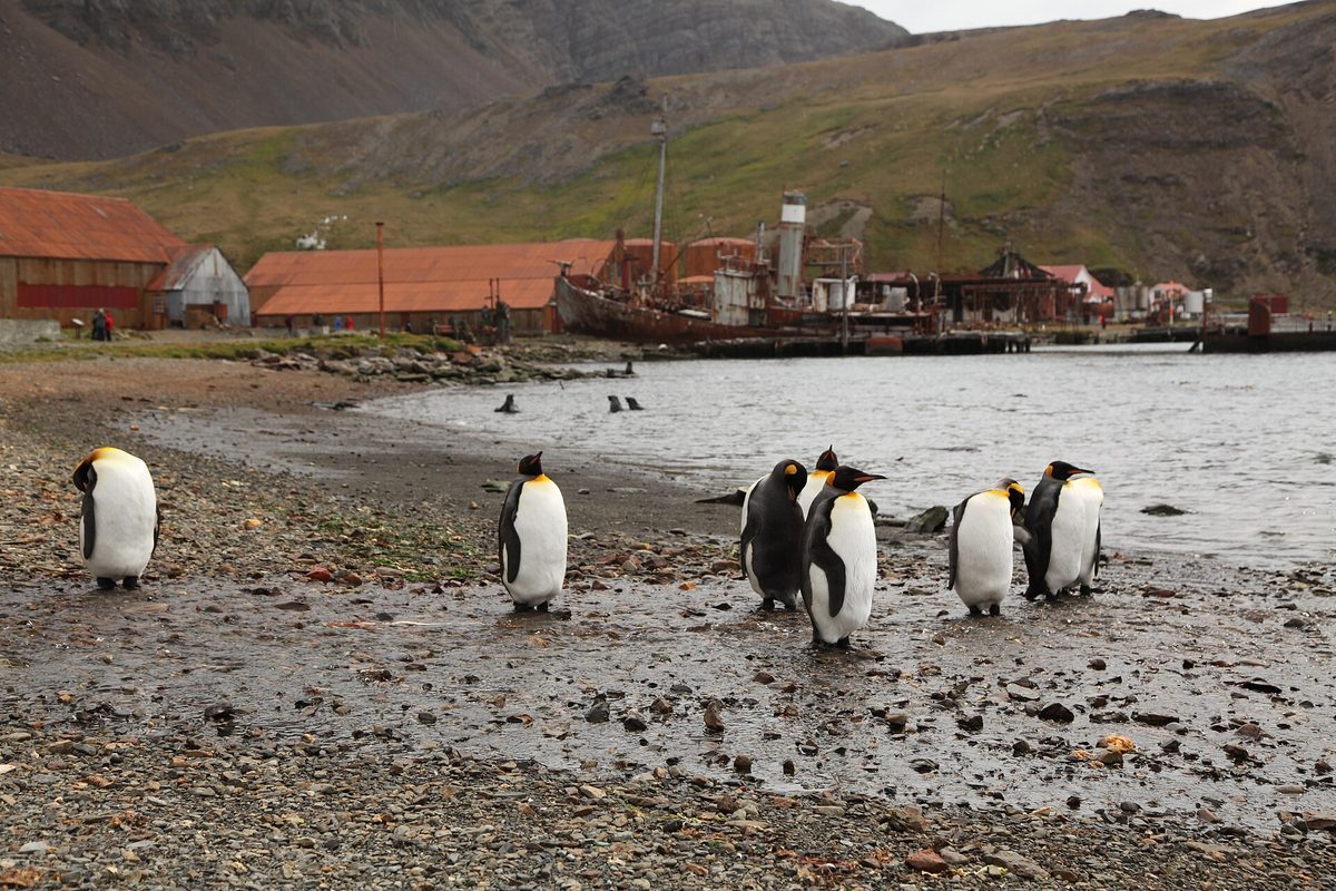 A king penguin at the old Grytviken whaling station, South Georgia