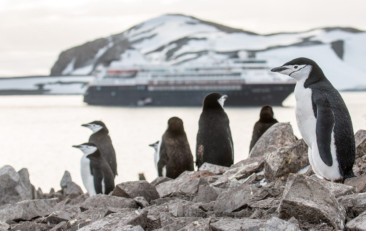 Chinstrap penguins on rocky Half Moon Island, Antarctica