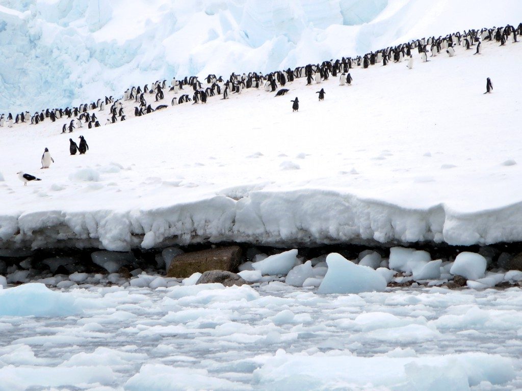 Gentoo penguins on a snowy shore at Neko Harbour, Antarctica