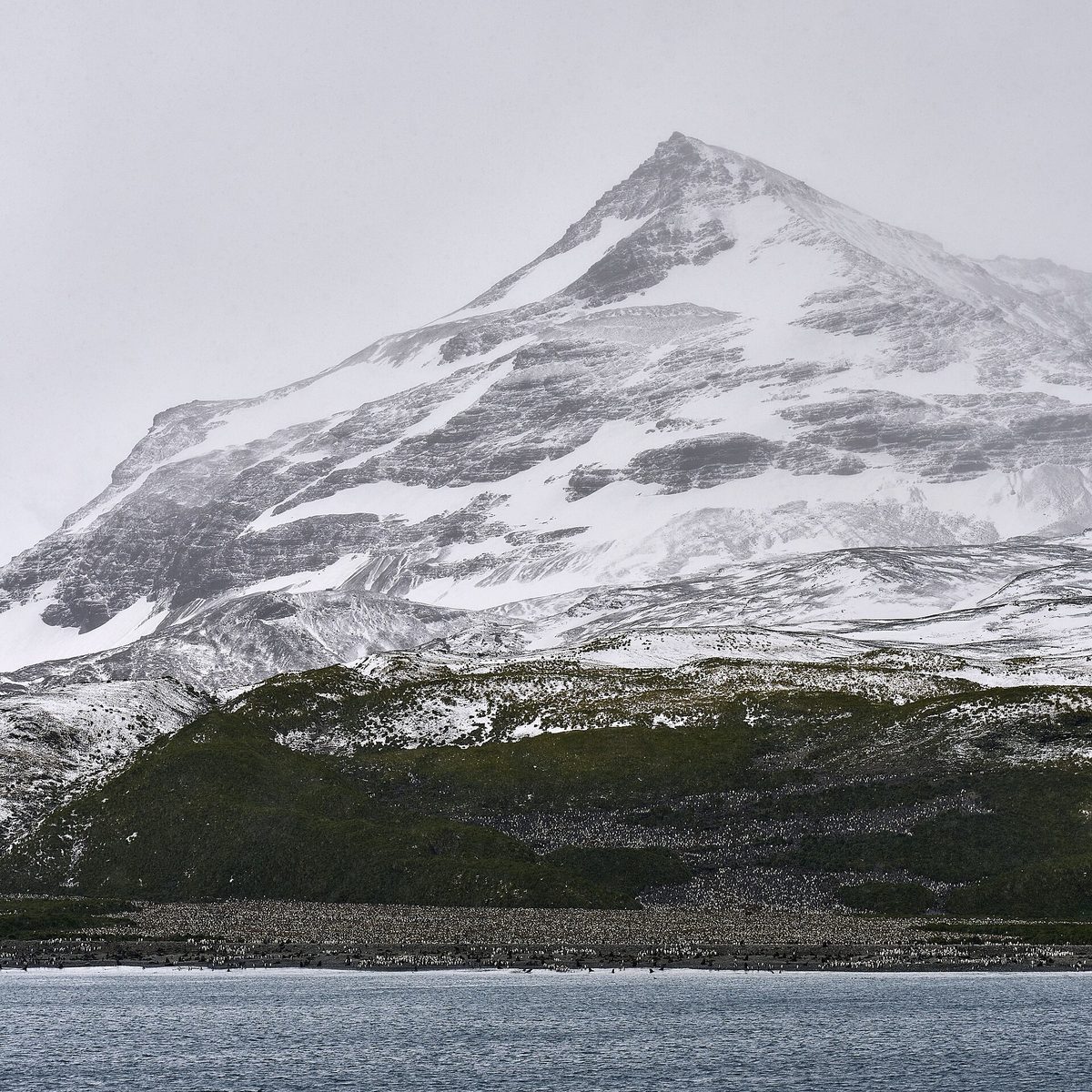 A king penguin colony on South Georgia