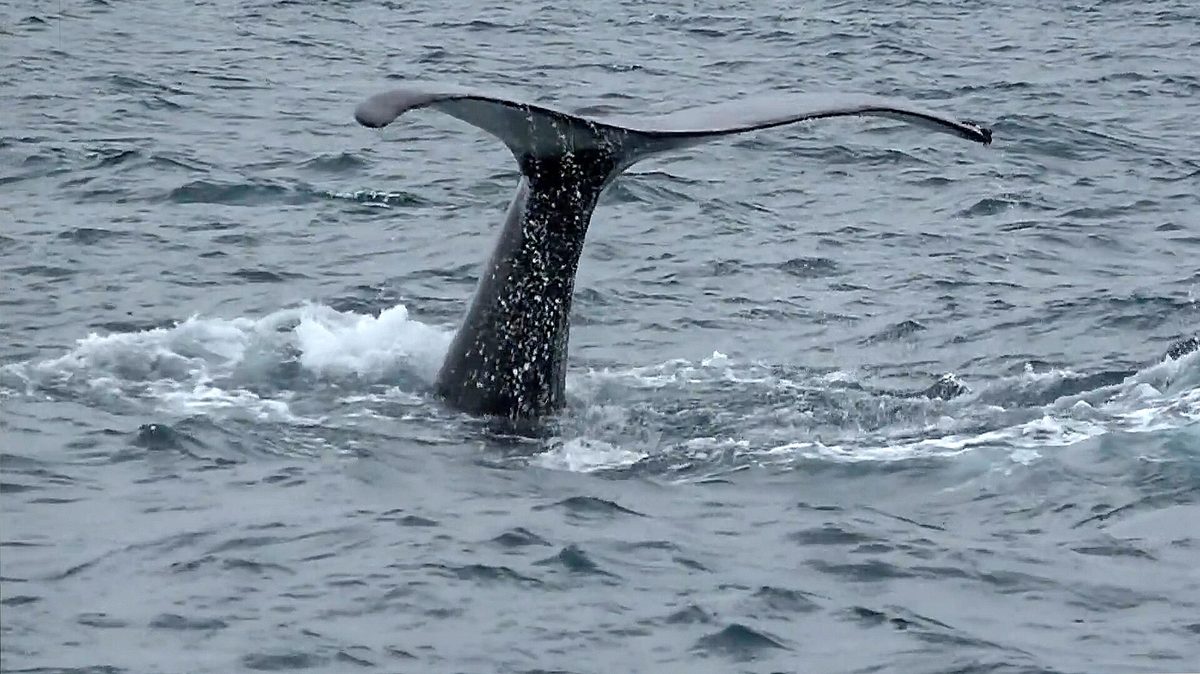 A humpback whale fluke rising from the water in Antarctica