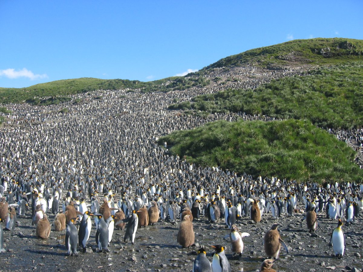 A king penguin colony on South Georgia