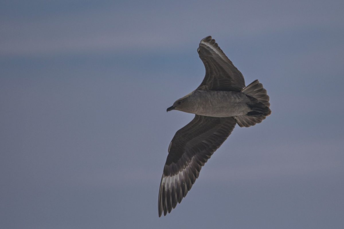 South polar skua standing on Antarctic ground