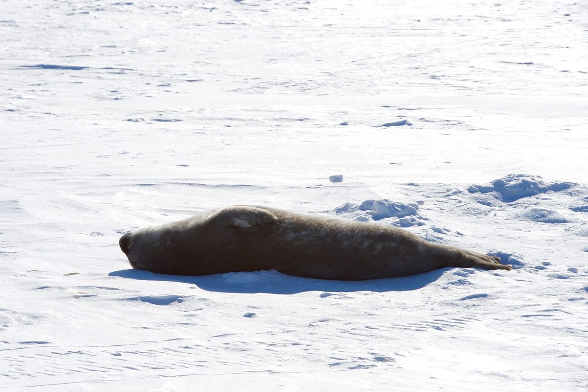 A Weddell seal resting on Antarctic sea ice