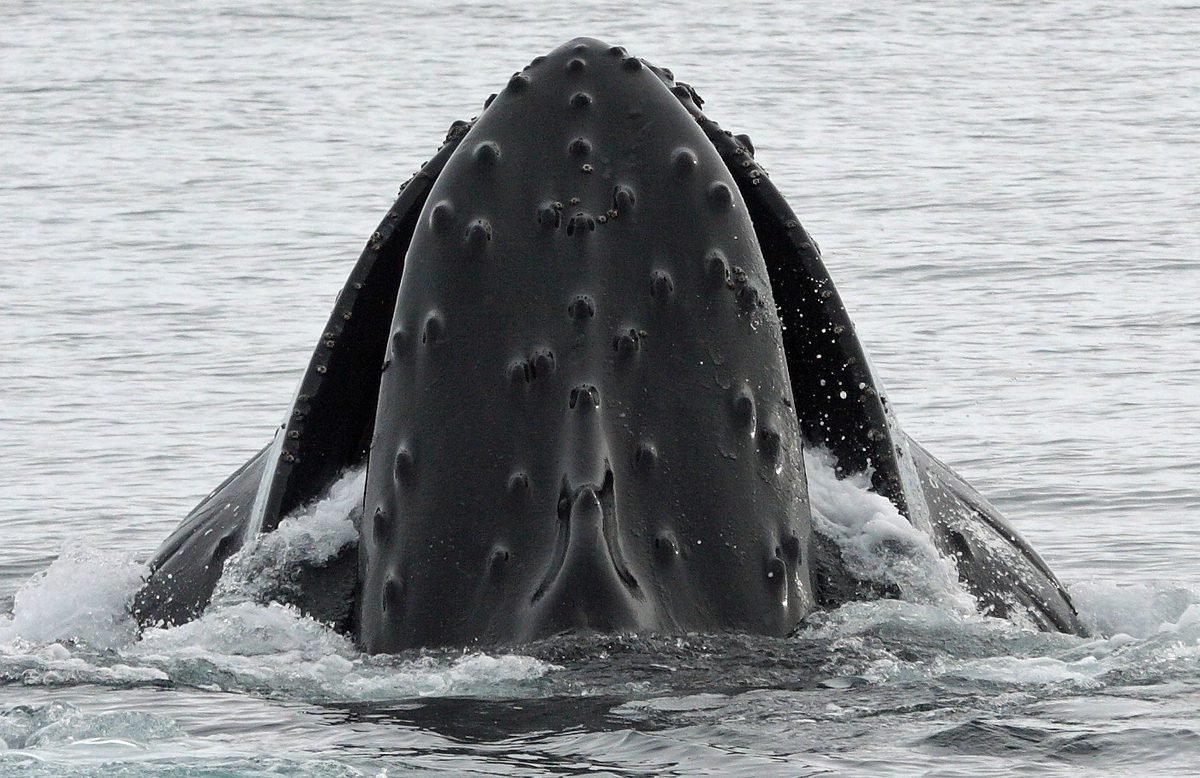 A humpback whale surfacing in Antarctic waters