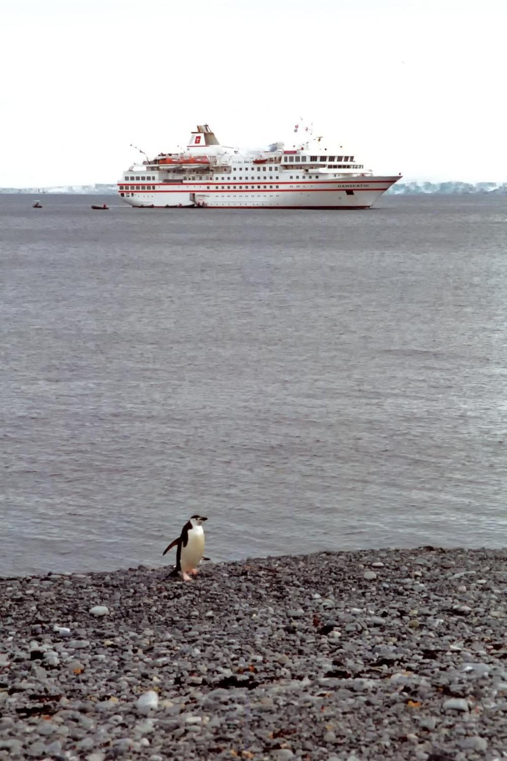 An expedition cruise ship anchored offshore in Antarctica with a chinstrap penguin on the pebble beach