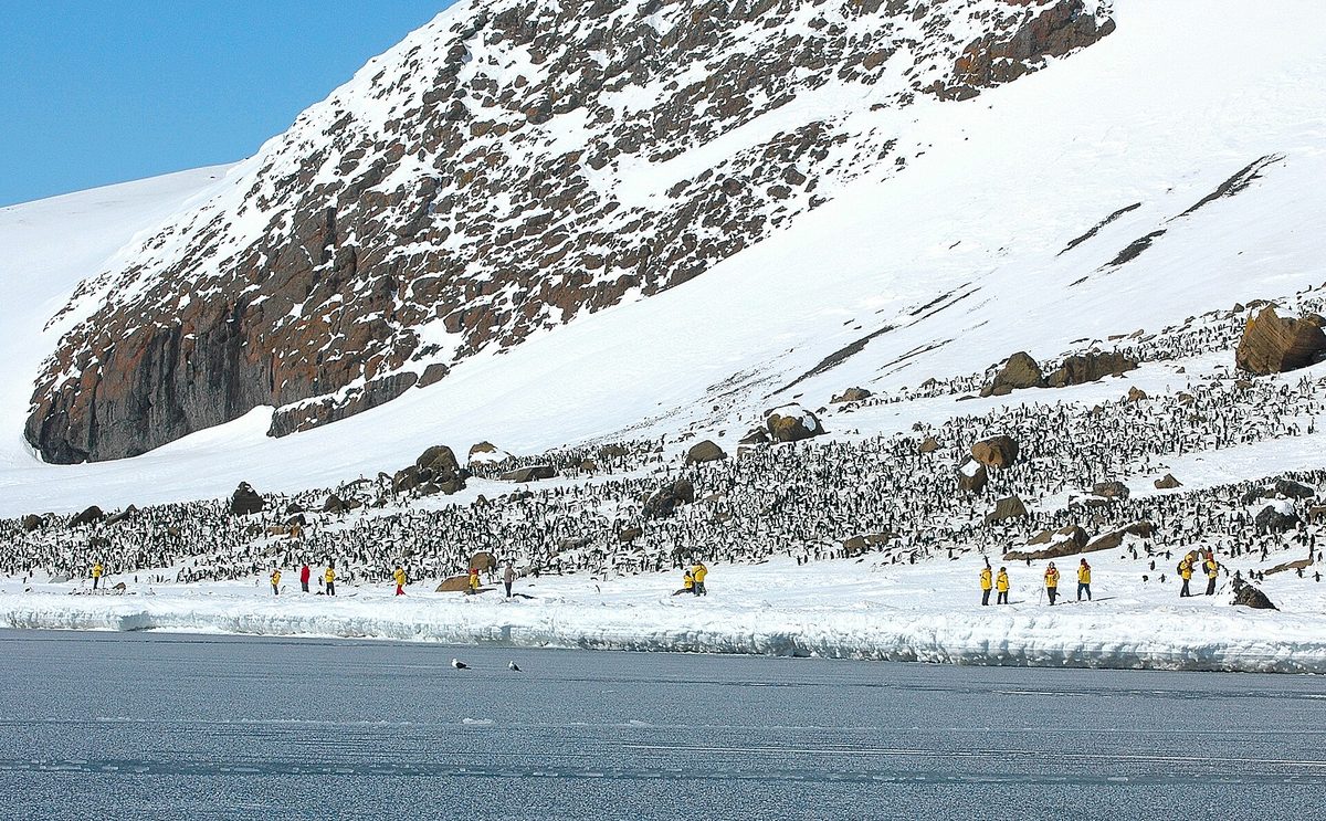 A traveler observing penguins at a respectful distance
