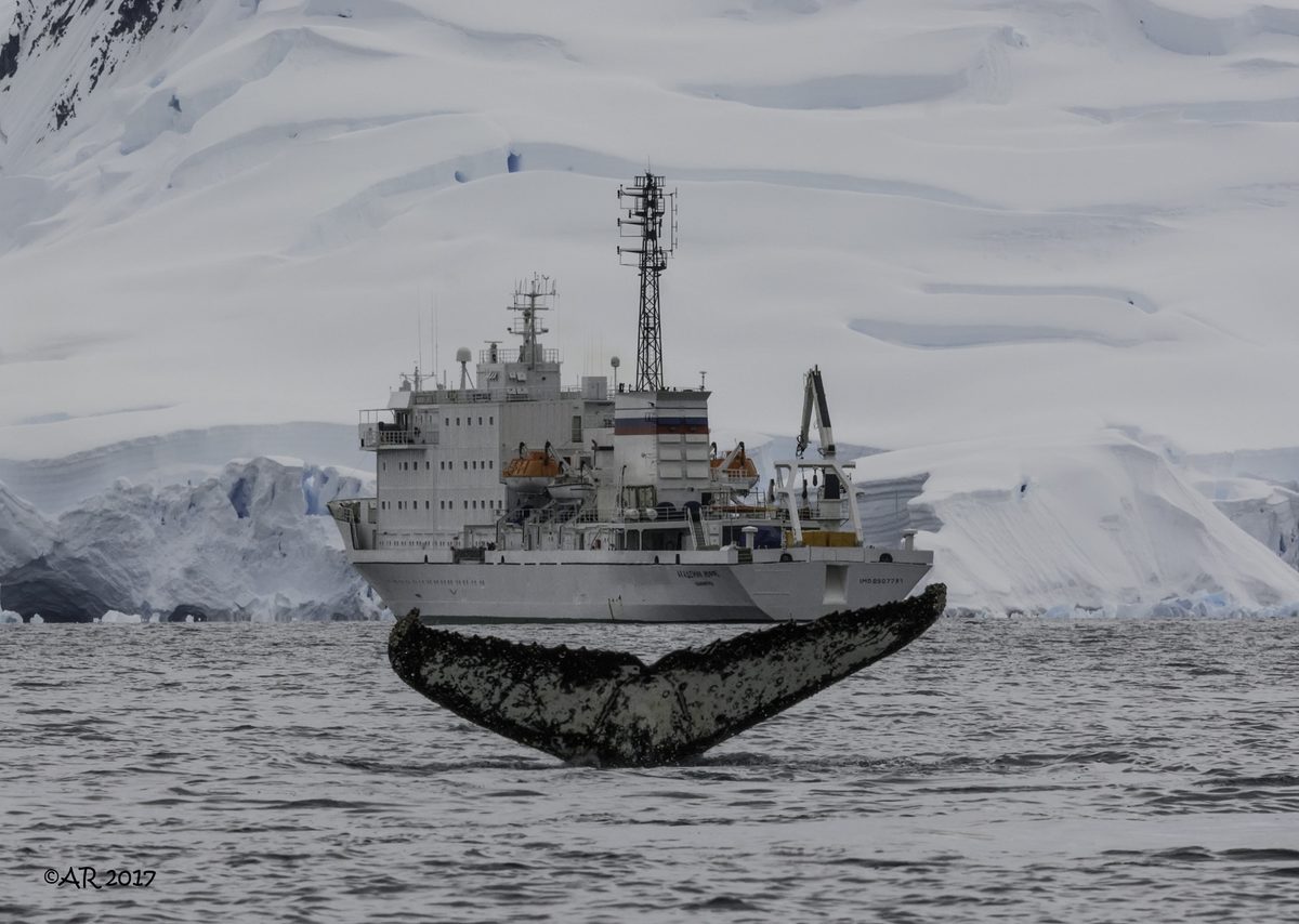 A small expedition ship in Antarctic waters as a humpback whale dives nearby